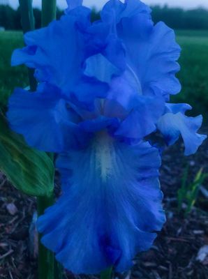 Iris