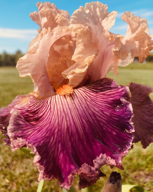 Iris