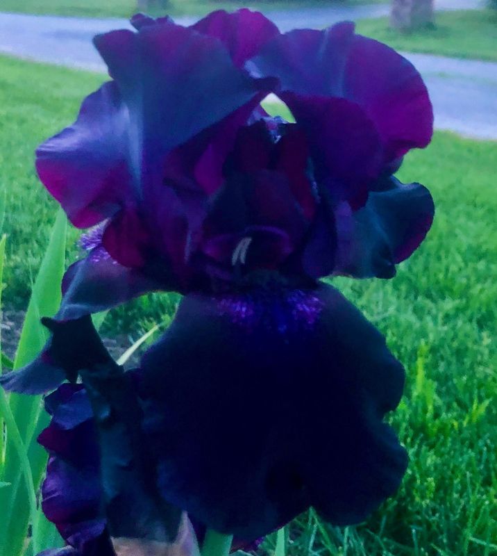 Iris