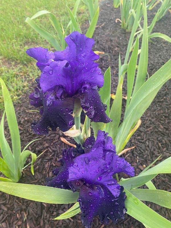 Iris