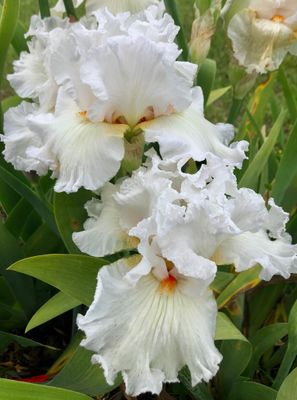 Iris