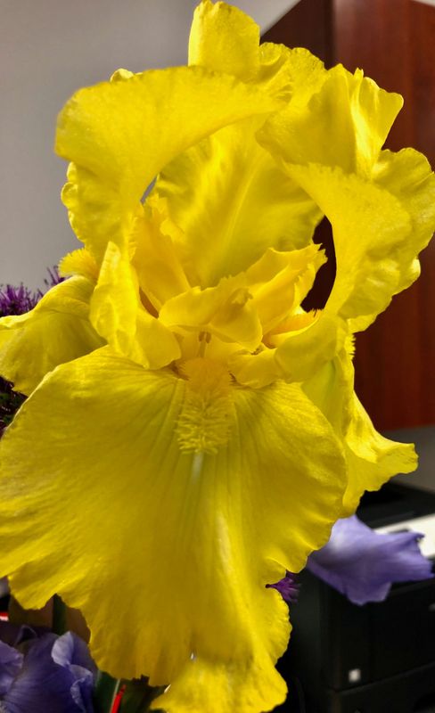Iris