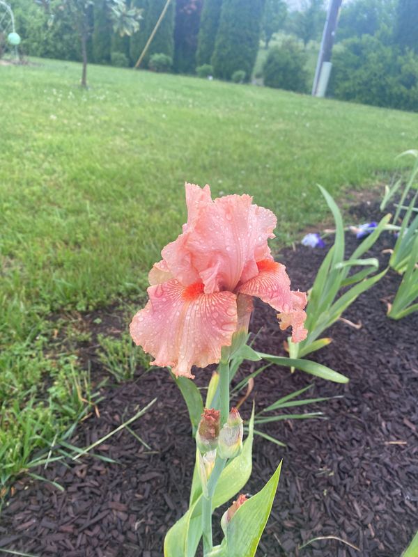 Iris