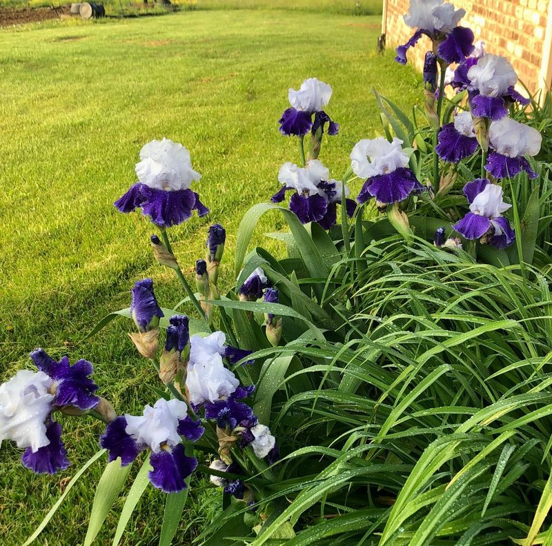Iris