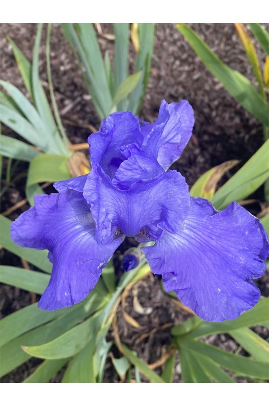 Iris