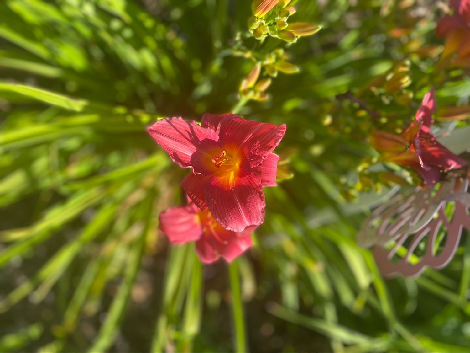 Day lily
