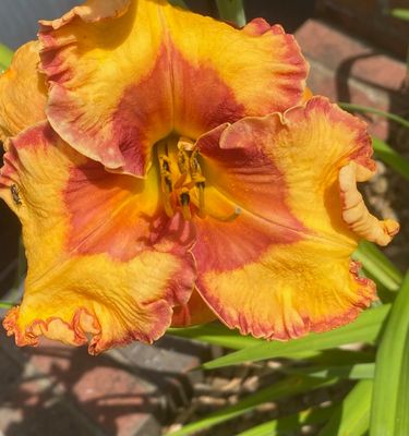 Day Lily