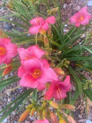 Day Lily