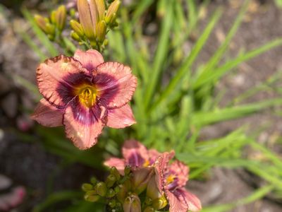 Day Lily