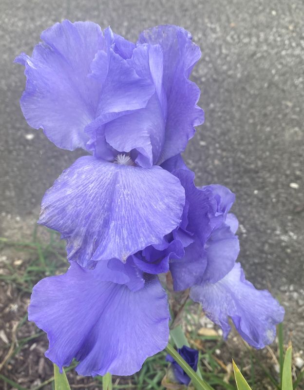 Iris