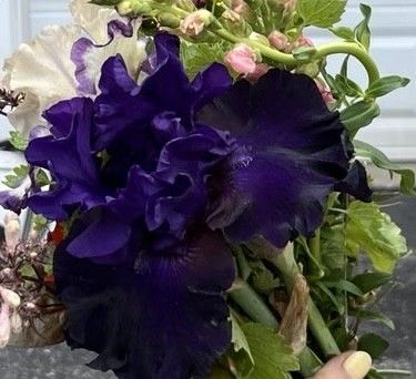 Iris Tuber