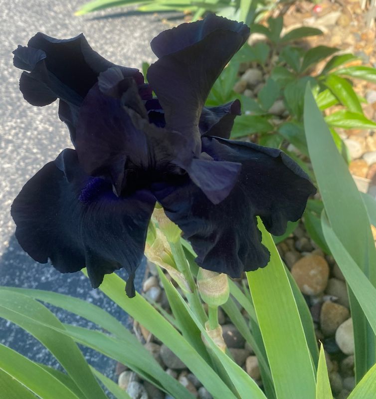 Iris tuber