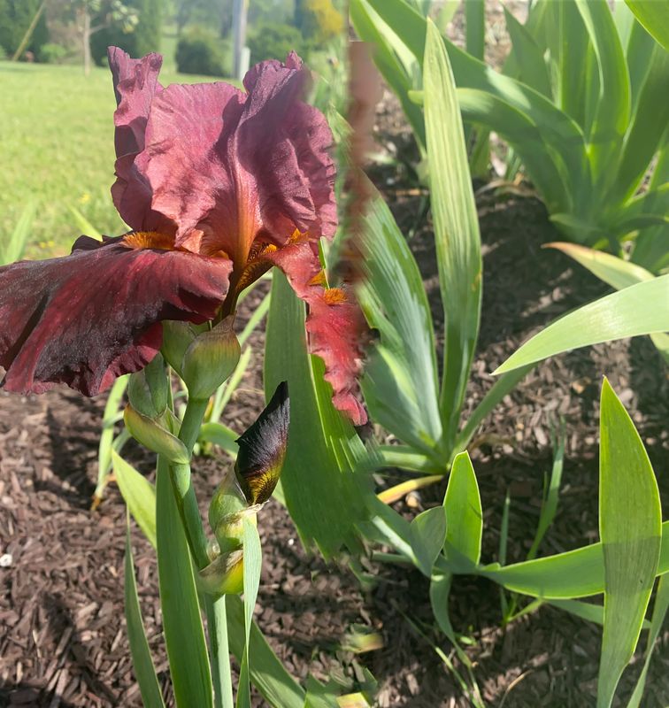 Iris Tuber