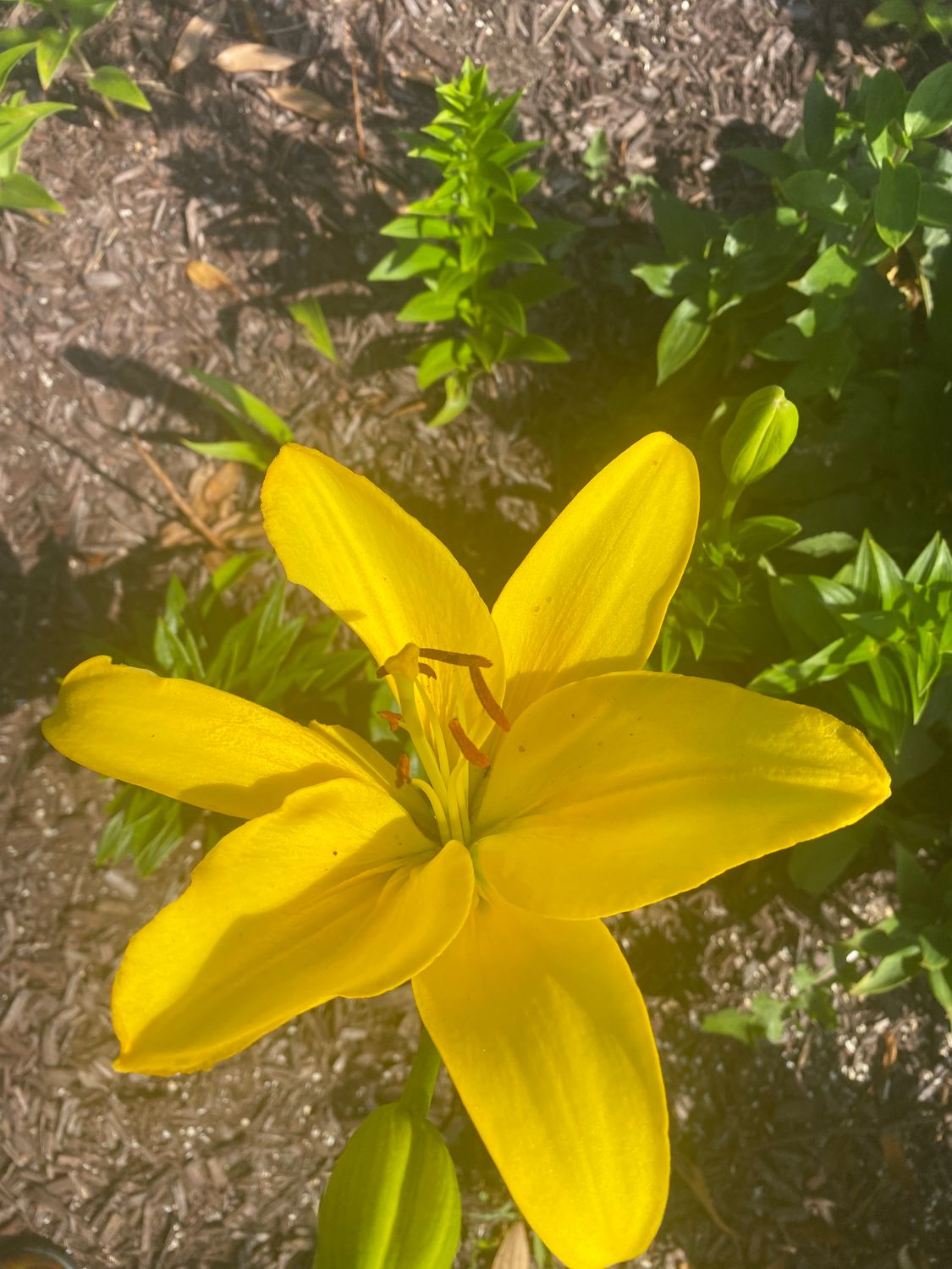 Asiatic Lily Large yellow