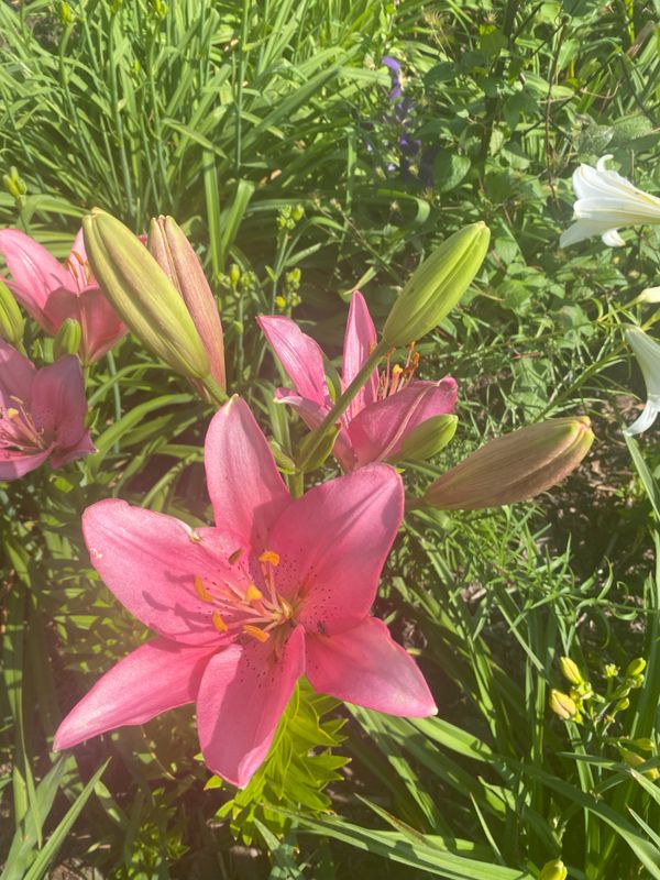 Pink Asiatic Lily