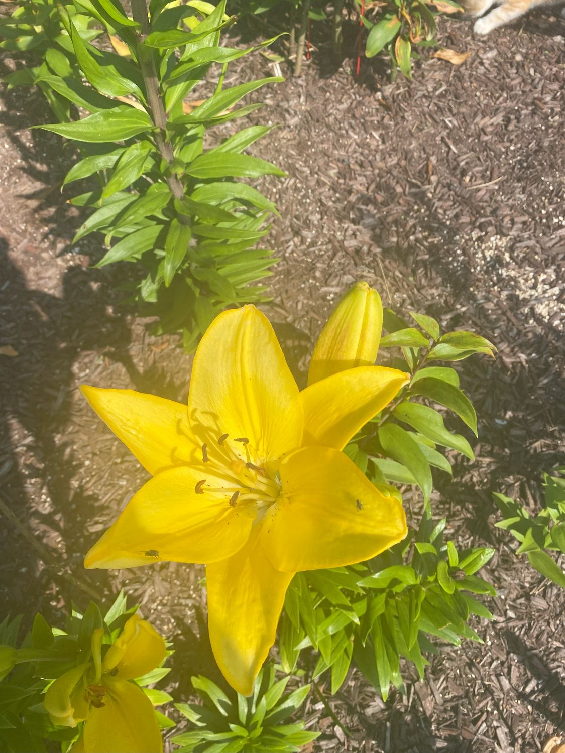 Yellow Asiatic Lillies