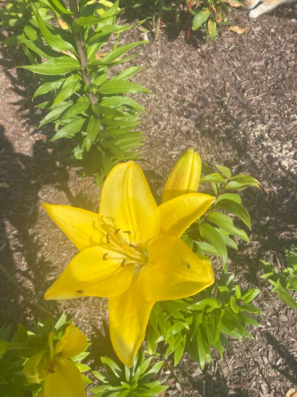 Yellow Asiatic Lillies