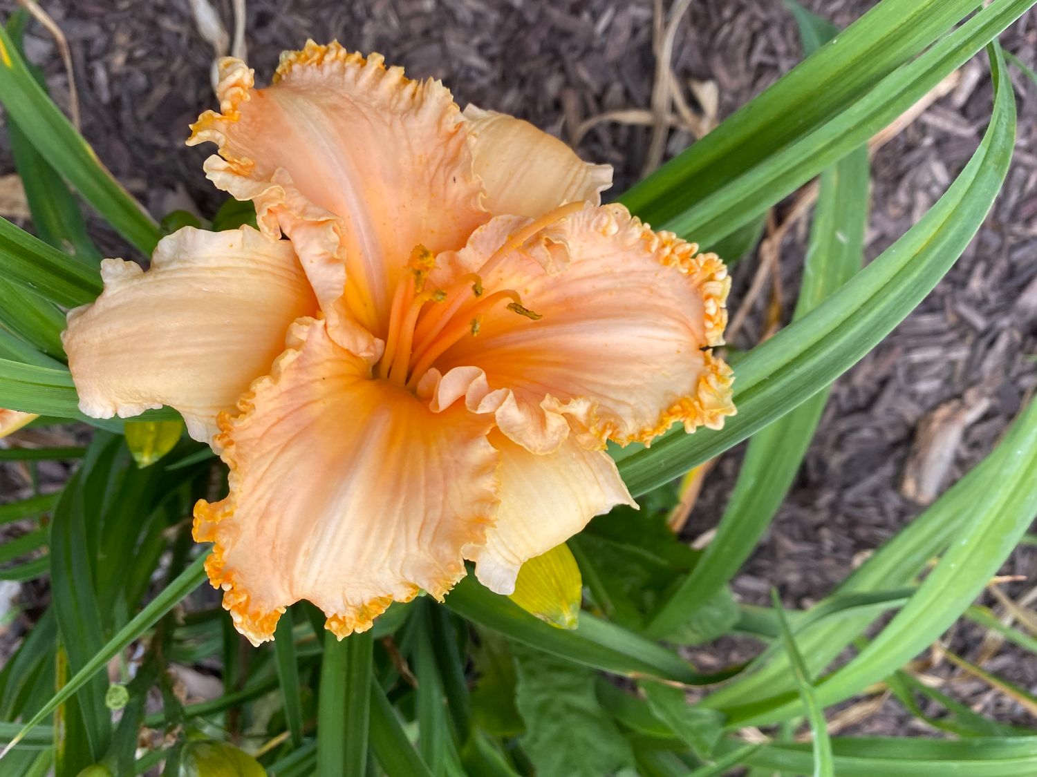Gretchen Apps Day Lily