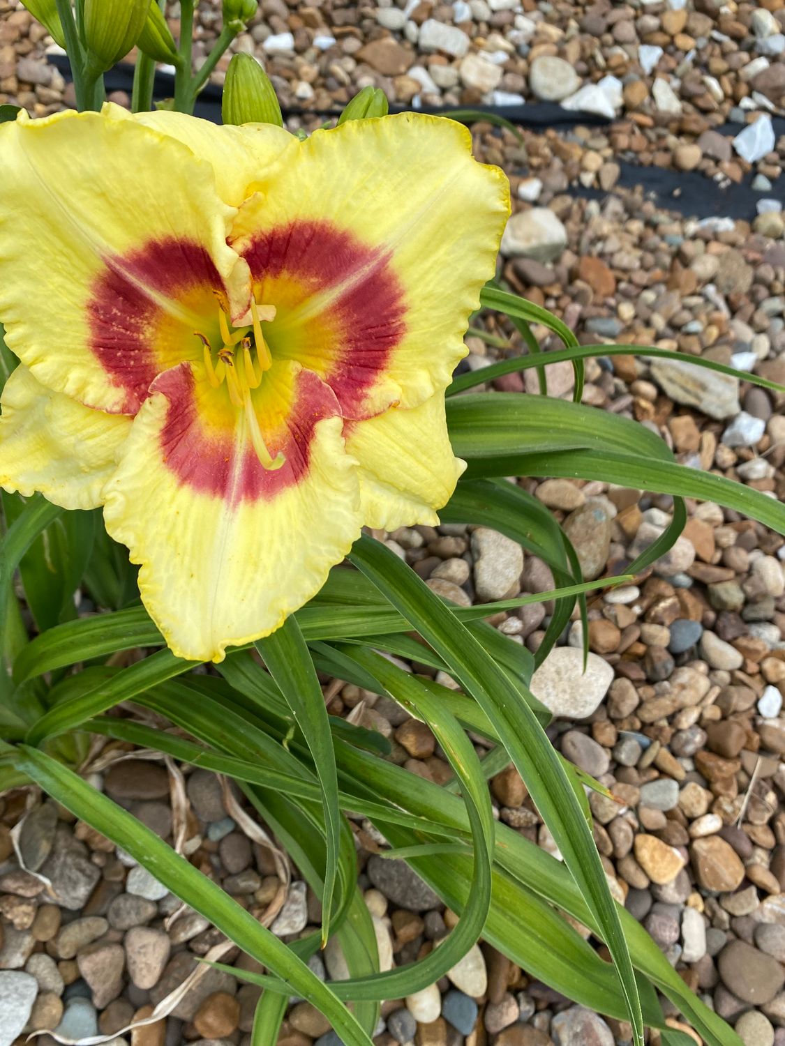 Lone Star Daylily for sale, bare root day lily