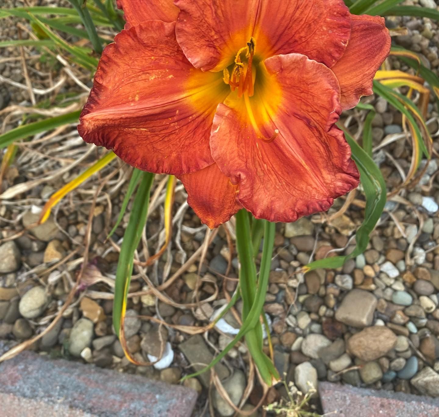 "Desert Flame" Day Lily