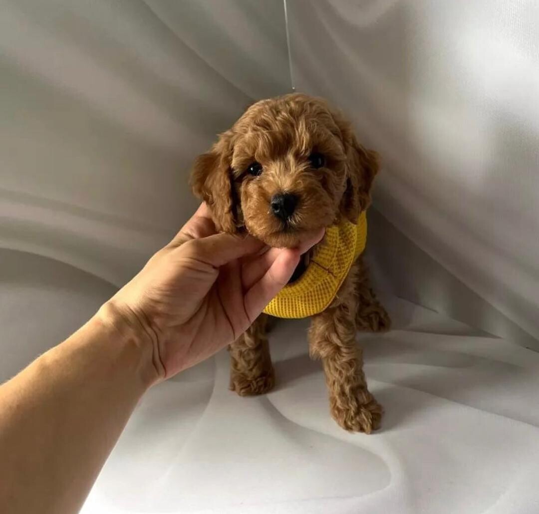Taylor ( 11 Weeks Old )