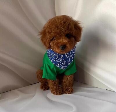 Clark ( 12 Weeks Old )