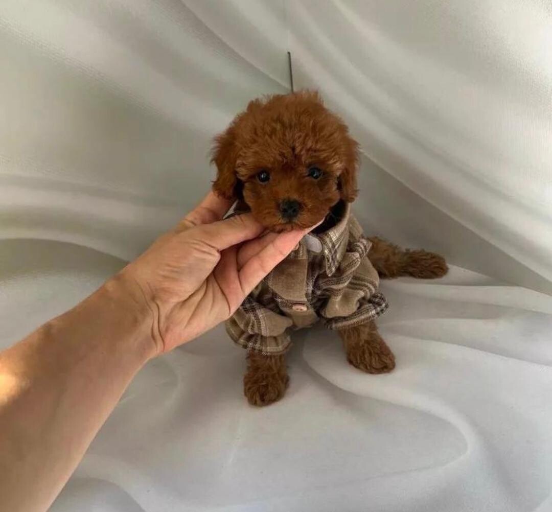 Bree ( 10 Weeks Old )