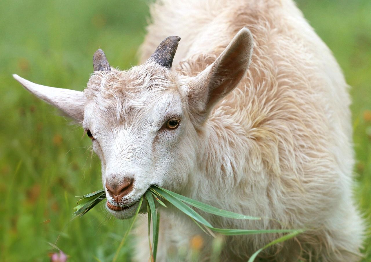 Donation For Goat