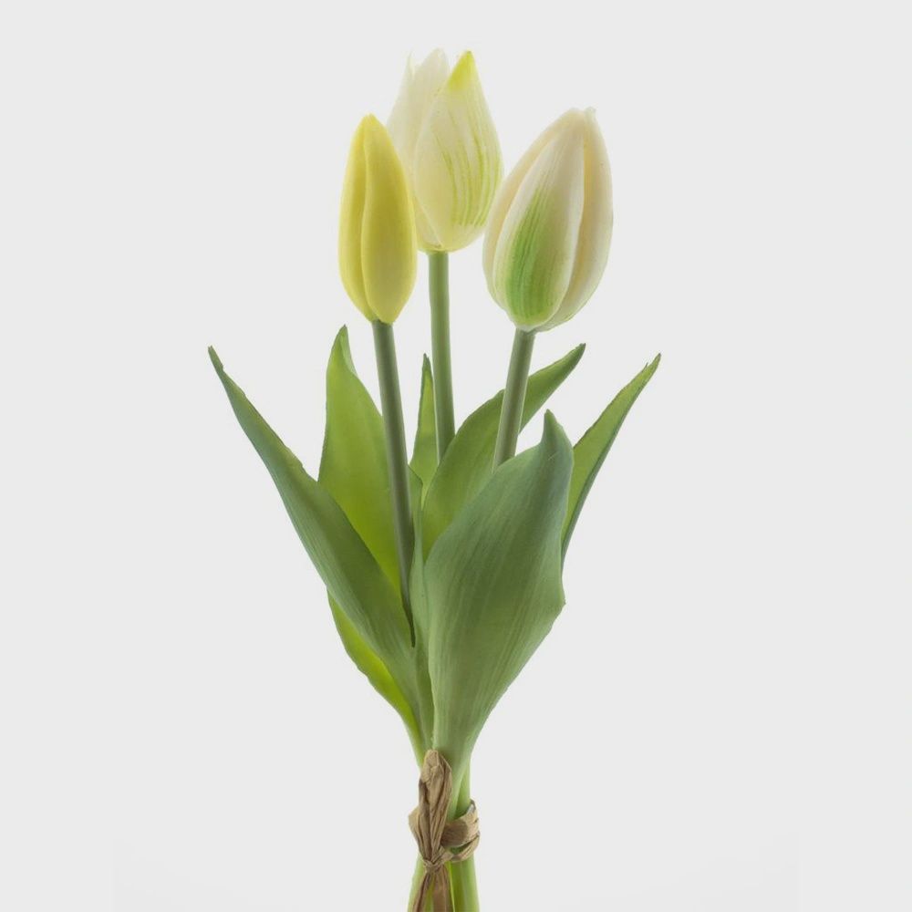 Tulpenbund Charline x3 25 cm creme