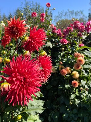 The Farmer John Dahlia Collection