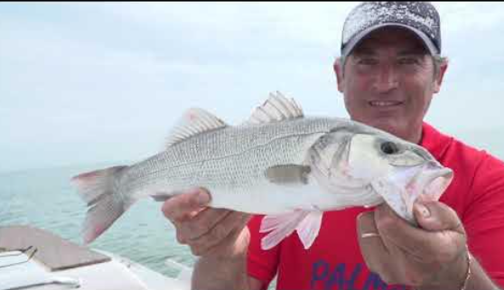 PALMS ARK ROVER 125S 17Gr Col. AL-427