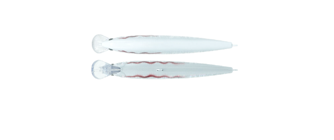 HERAKLES TIGER 118 SINKING 52g 118mm, colore warrior