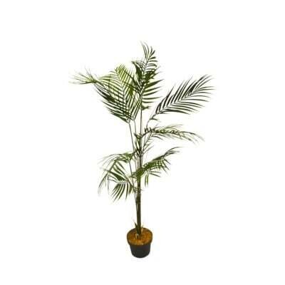 Kwai Tree Nostalgia Potted 780-010