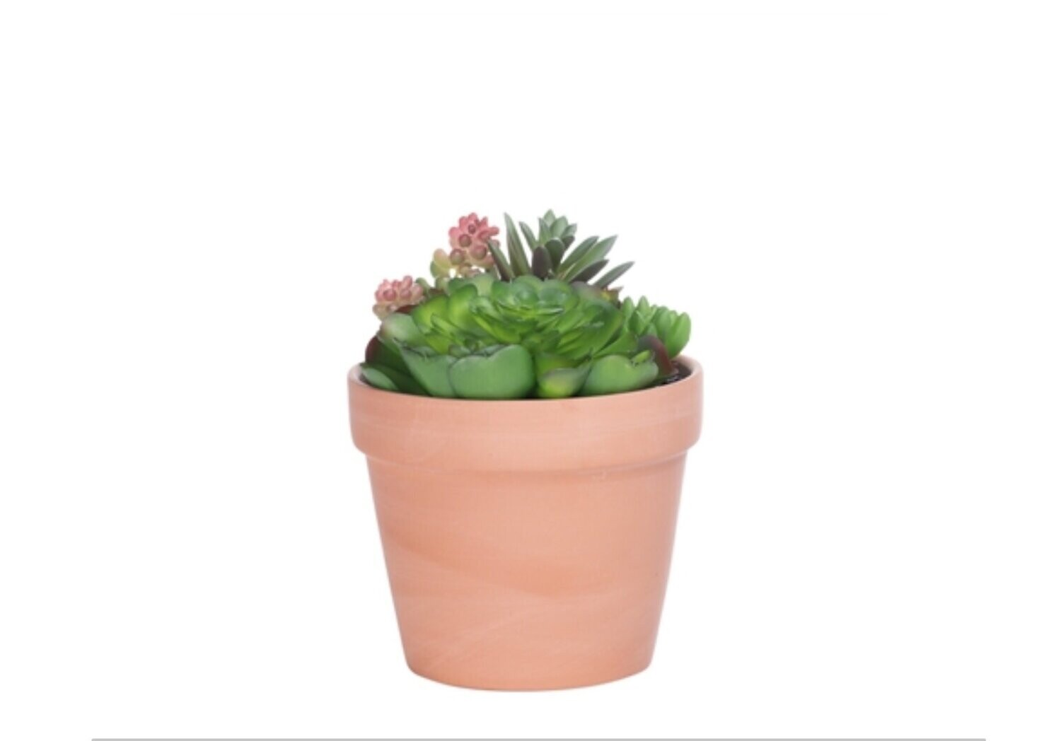 Plant T&T Potted Succulent  4.5'' DIA Terracotta