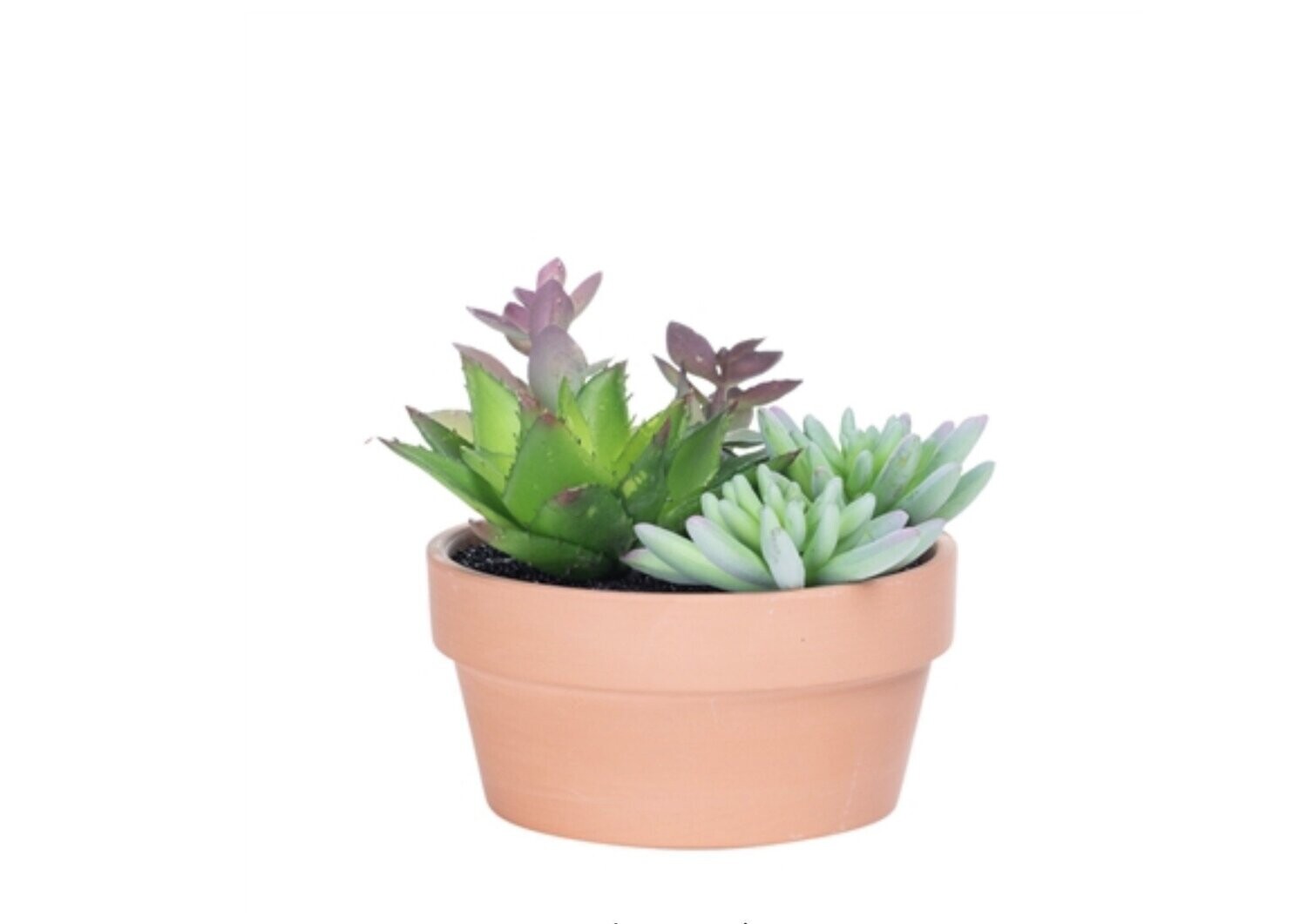 Plant T&T Potted Succulent 5.5'' DIA Terracotta