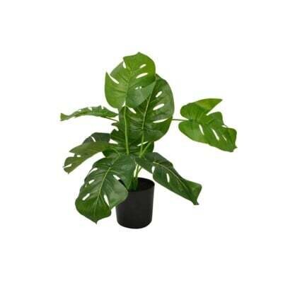 Plant Nostalgia Monstra 867-010