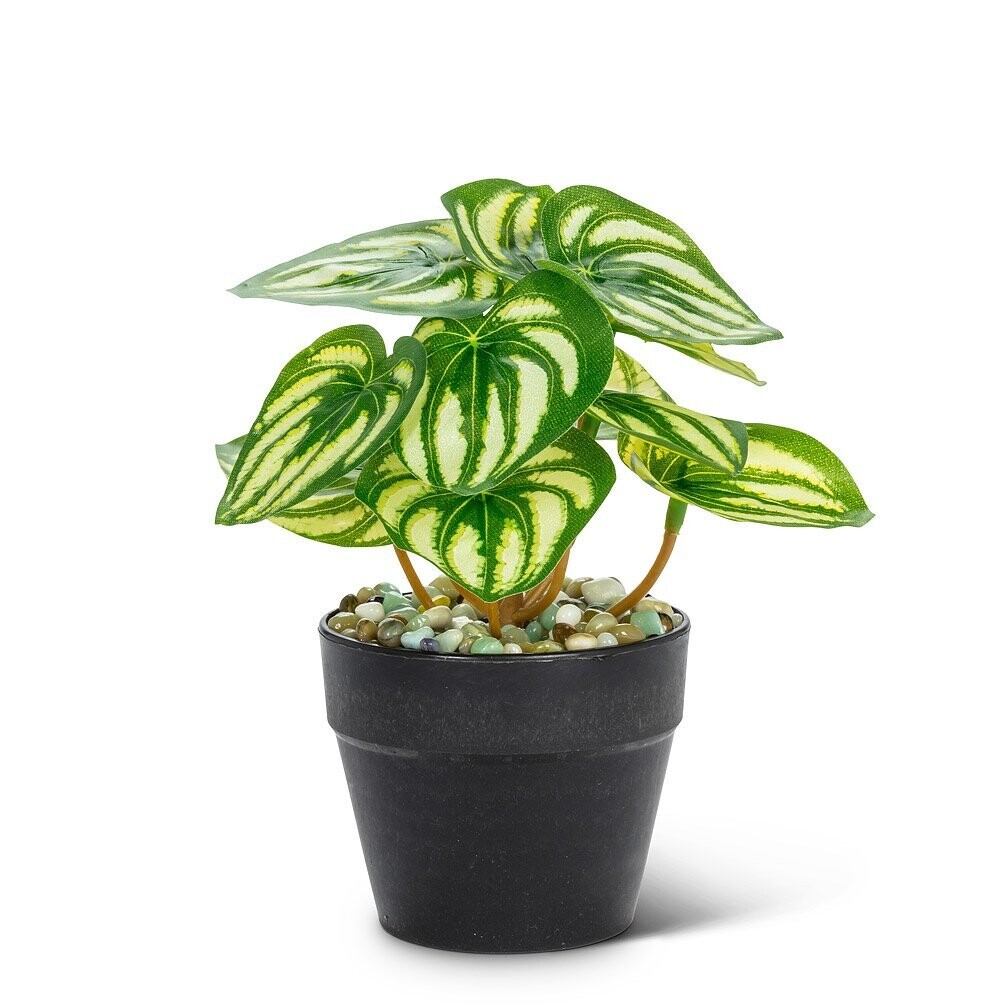 Plant Abbott Varigated Leaf Small 27-BOTANY-057-01