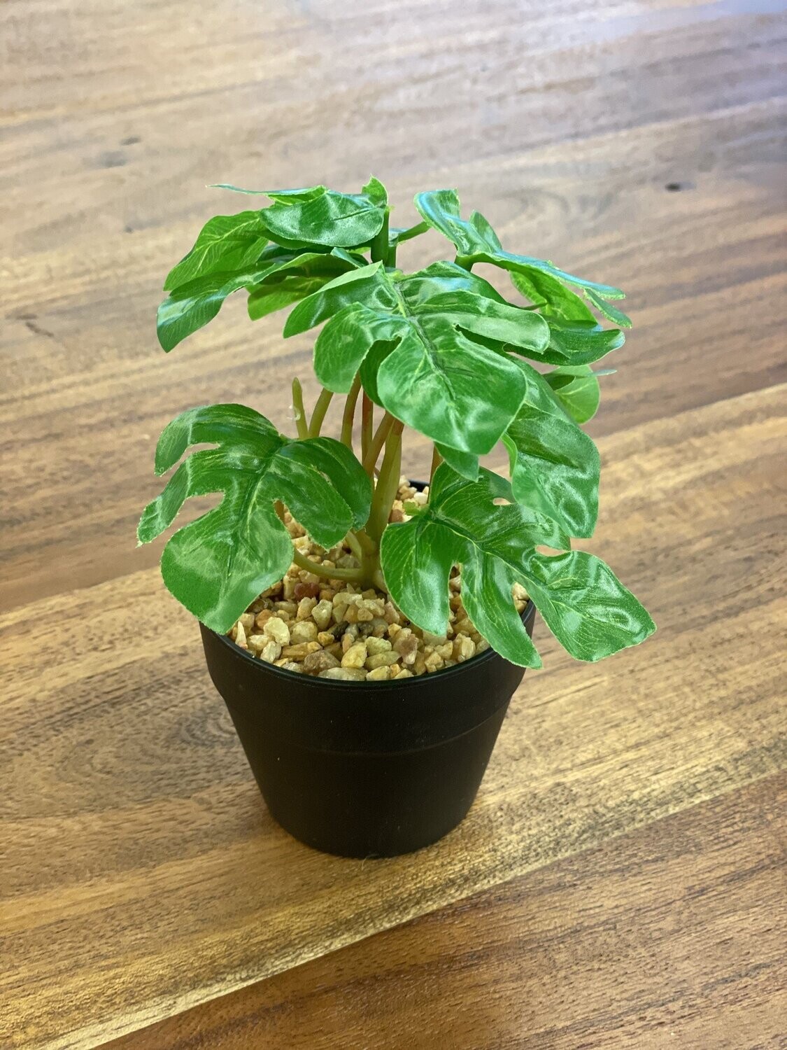 Plant Abbott Spade Leaf Small 27-BOTANY-057-02