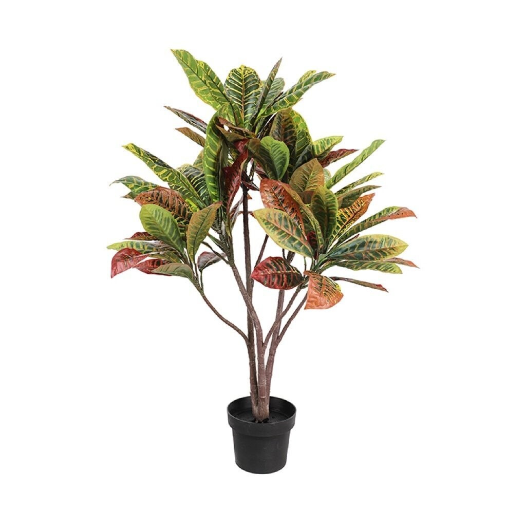 Plant Danson Potted Croton  35” 21678