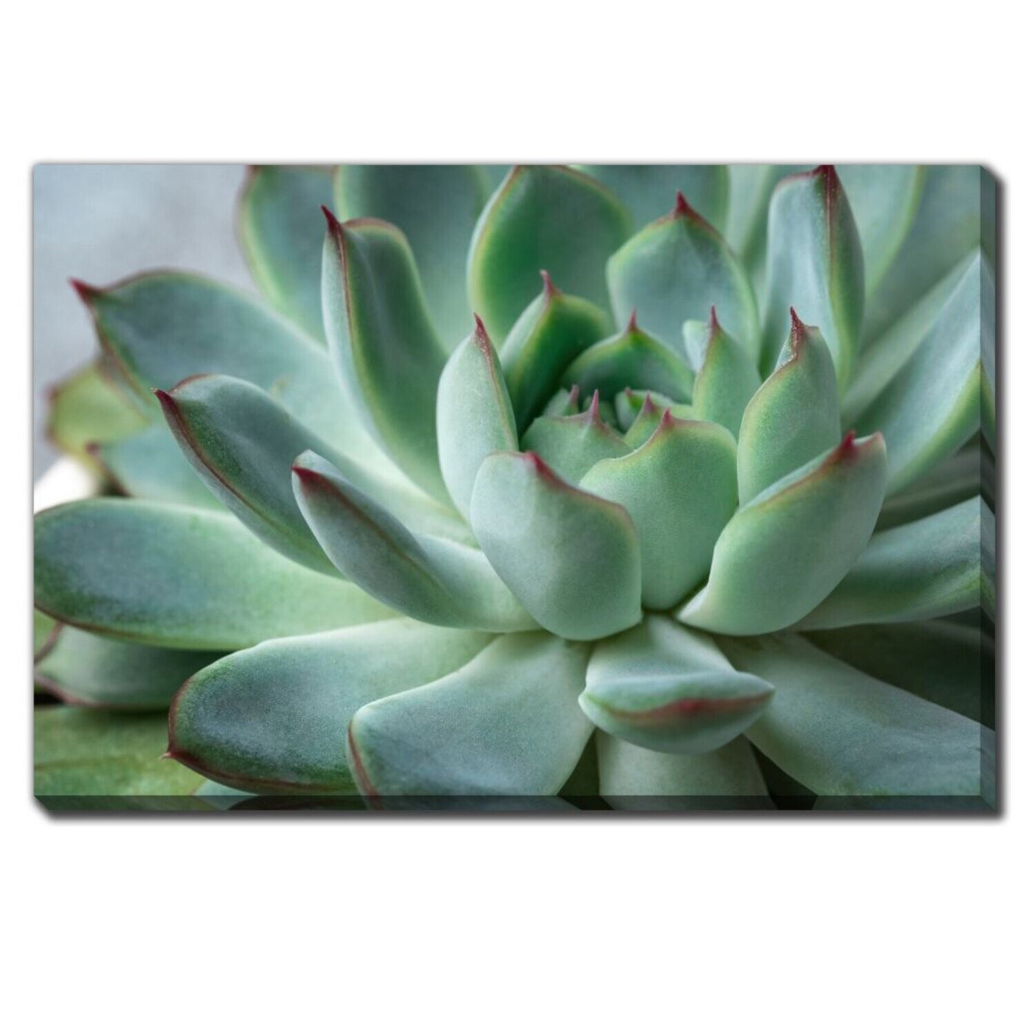Streamline Art Green Echeveria Succulent 30 x 45 D2759