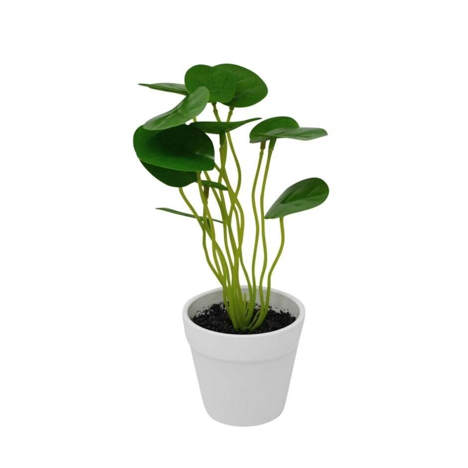 Potted Nostalgia Plant Pilea  869-022