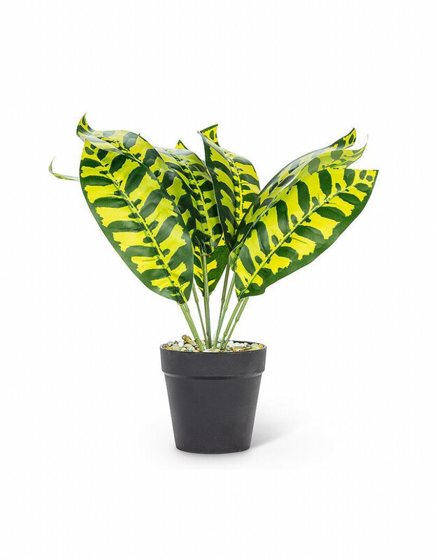 Plant Abbott Green/Yellow Leaf 27-BOTANY-018-02 Plant Abbott Green/Yellow Leaf 27-BOTANY-018-02