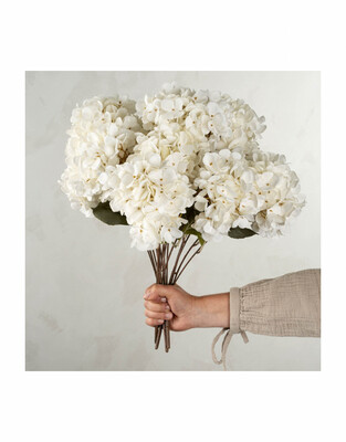 Plant Indaba Hydrangea Floral White