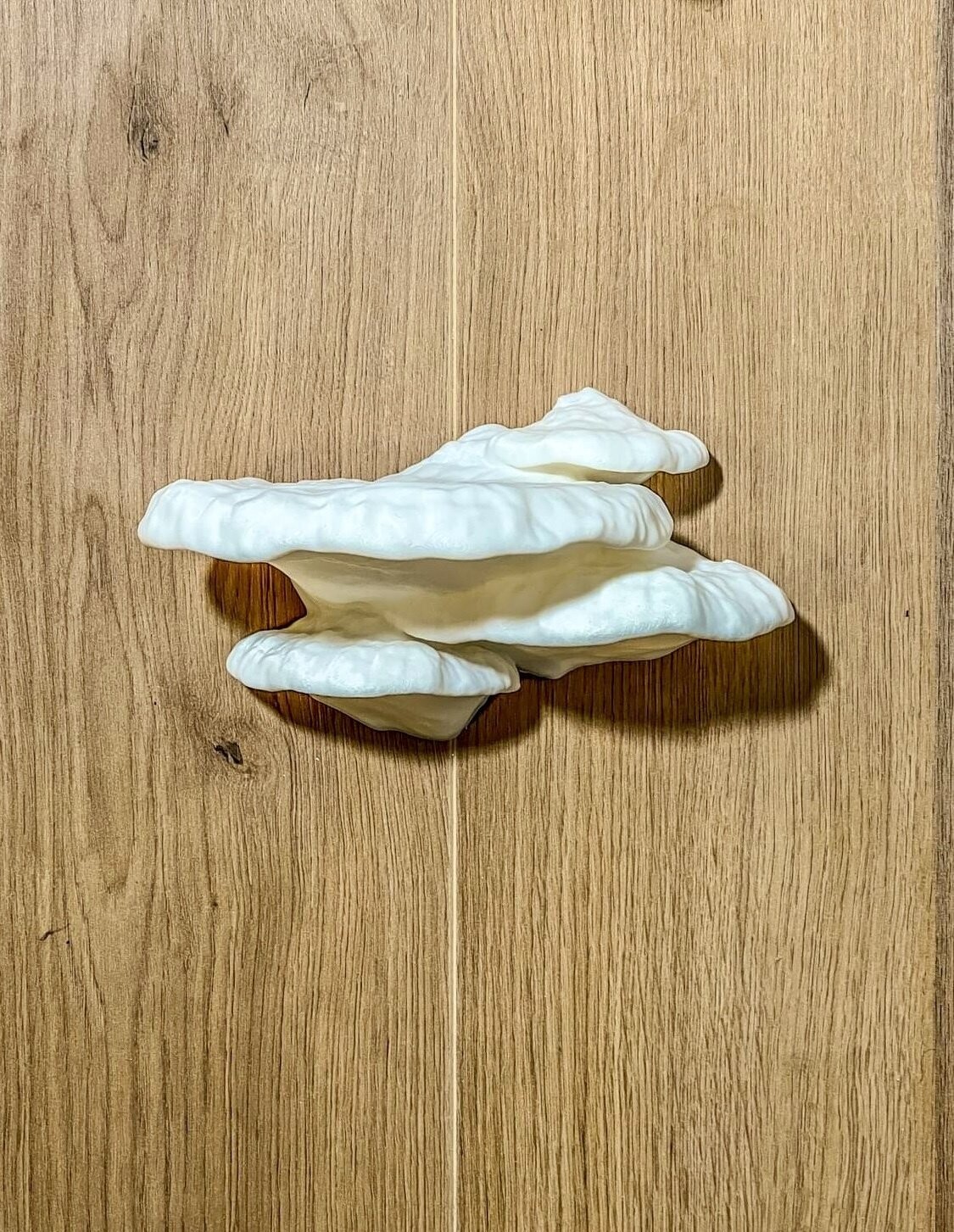 Shelf Flowerstone 3D Turkey Tail