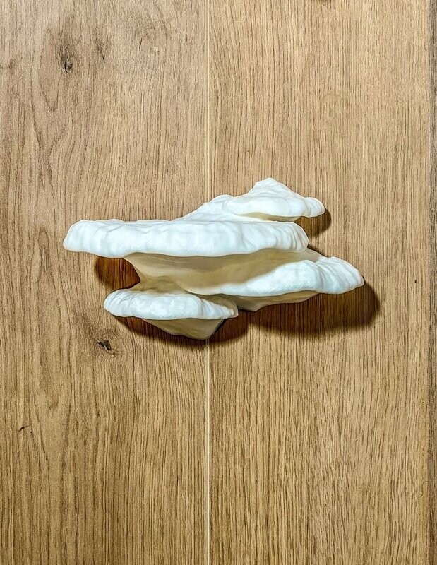 Shelf Flowerstone 3D Turkey Tail