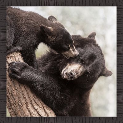 Art Northwood Framed Bear & Cub N4829C