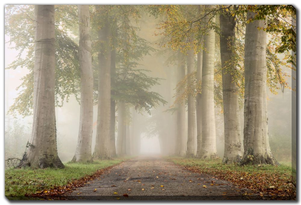 Streamline Art Beech Trees in Autumn D3972