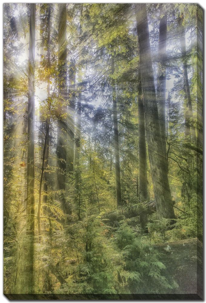 Streamline Art Vibrant Woodlands 30x45 D3982-3045