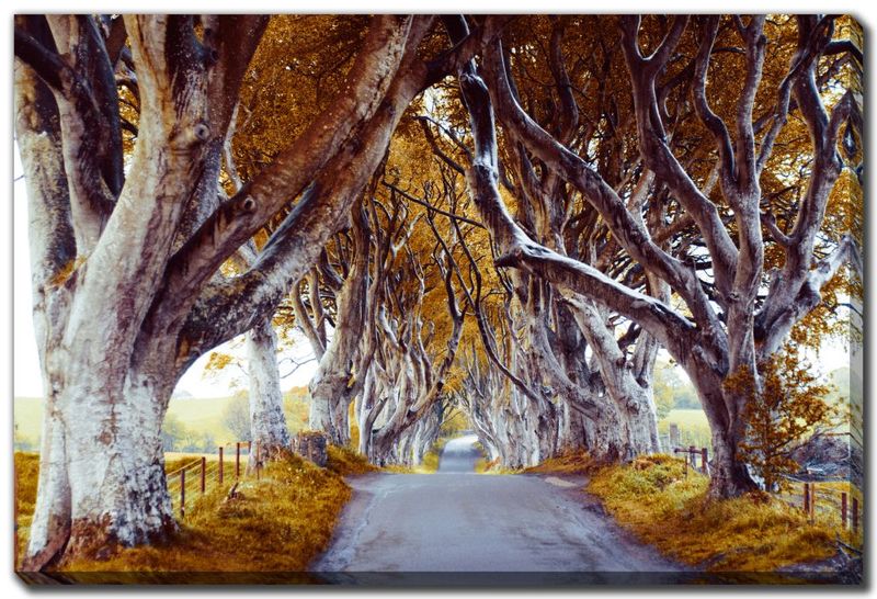 Streamline Art Enchanted Autumn Pathway 30x45