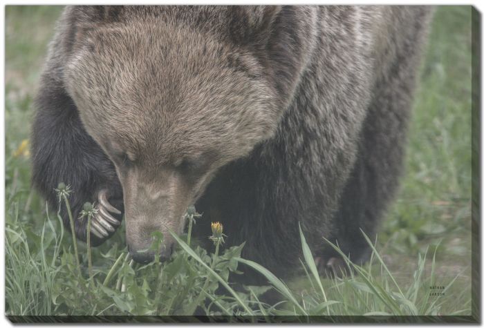 Streamline Art Grazing Grizzly 30 x 45 D4214-3045